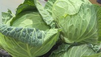 お好み焼きに餃子などさまざまな料理で活躍するキャベツ
