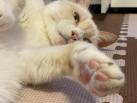 肉球を見せびらかしてくれる猫ちゃん（提供：マクーさん）