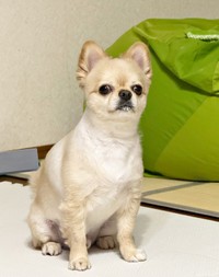 真剣な表情もかわいらしいてんくん（画像提供：てん（6）さん）