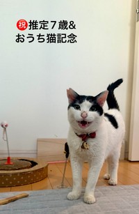 猫沼さんが懸命にお世話して1年！ 現在のごまちゃん（猫沼さん提供）