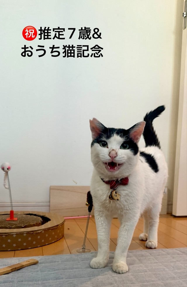 猫沼さんが懸命にお世話して1年！ 現在のごまちゃん（猫沼さん提供）