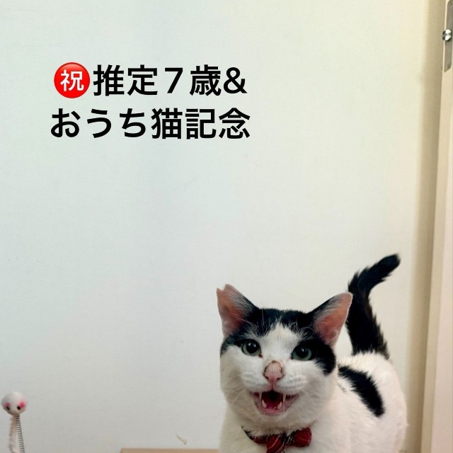 猫沼さんが懸命にお世話して1年！ 現在のごまちゃん（猫沼さん提供）