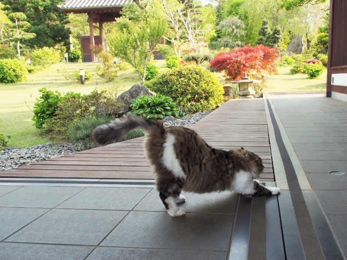 広い「我が庭」で伸びをするモキチ