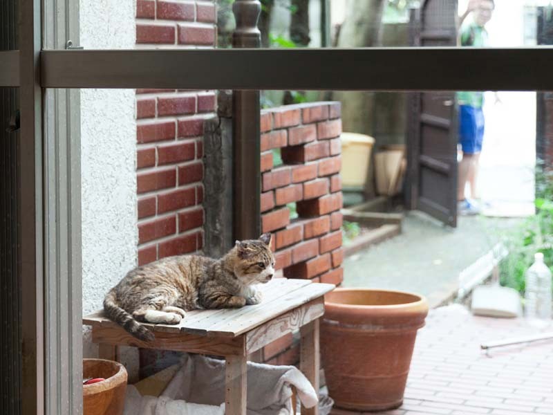 荷台は猫の家になった
