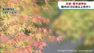 境内の紅葉が色付き始める　宮城・石巻市の零羊崎神社