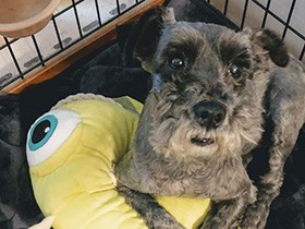 ミニシュナ「うた」　お気に入りのオモチャを肌身離さず