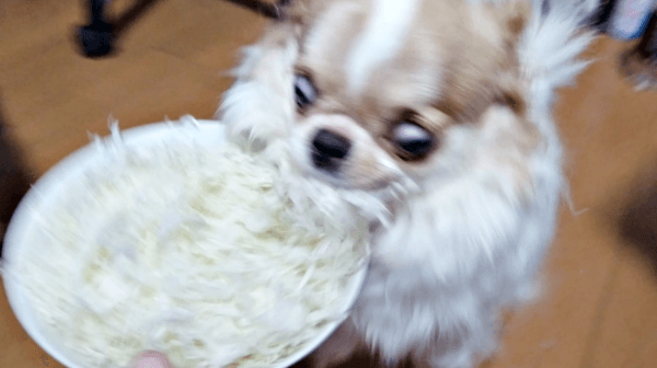 キャベツを食べる玉緒ちゃん（画像提供：えちごやとちわわさん）