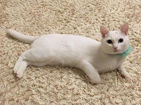 子どもたちをなぐさめたり、寝かしつけてくれたり……優しくて姉御肌な白猫「ミント」