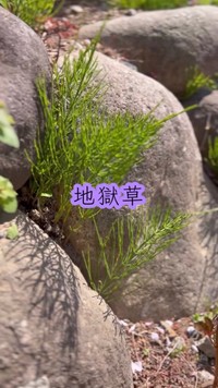 石の隙間から生えるスギナは「地獄草」と呼ばれることも／たよらこさん（@tayorako）提供