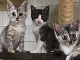 多くの猫を預かり、夫婦で手分けして世話　「どの子も幸せに」