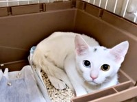 お迎えまもない頃、トイレに入って座るてまりくん（画像提供：てまり らふ ビスコさん）