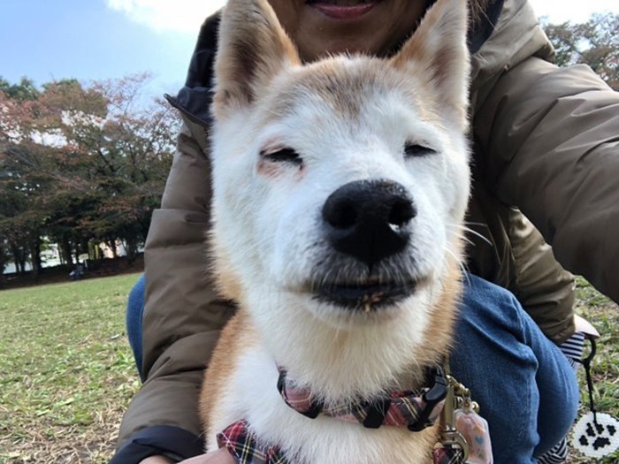 ５代目の愛犬の楽が15歳の頃。老犬の魅力にあふれている、和香子さんお気に入りの写真