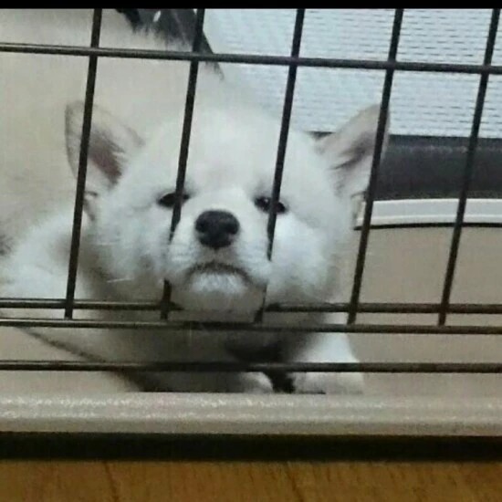 家にきたころの「ちくわ」
