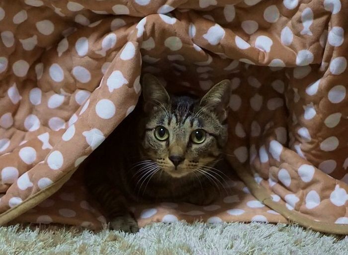 こたつからひょっこり