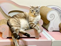 気品あふれるつくねくん（画像提供：べじたりあん。さん）