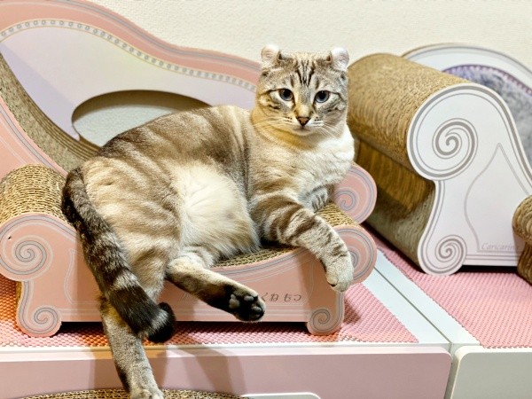 気品あふれるつくねくん（画像提供：べじたりあん。さん）