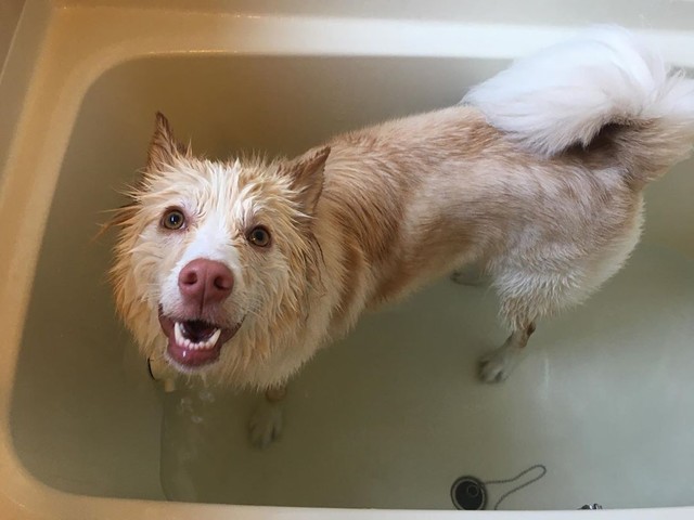 今日は水風呂に入れてもらったよ、気持ち良かったワン！