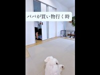 パパが買い物へ行くときは――寝そべったままのエマくん（画像提供：エマハルさん）