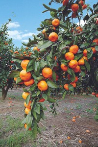 近大みかん（風景／提供写真）