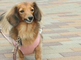 ウィンドーショッピングしたいな　ミニチュアダックス「モアナ」