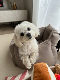 首をかしげる仕草がキュートなほっけくん（画像提供：マルチーズのほっけさん）