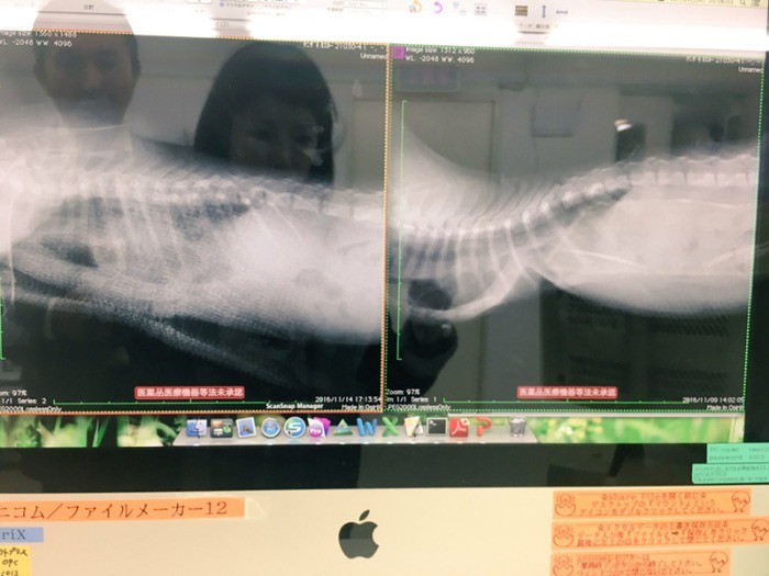 術前、術後のレントゲン写真。（保護主さん提供）