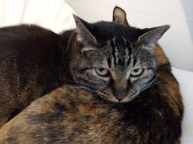 猫、G退治はできずとも　前足をちょこんと乗せ「そばにいるよ」