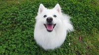 季節外れの可愛いお化け姿を披露してくれた、日本スピッツ犬の楽（らく）くん（画像提供：くーさんママさん @kukuri_shibainu）