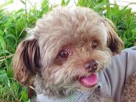 波打ち際で飼い主さんがぬれないようにエスコート　男らしいチワプー「マシュー」