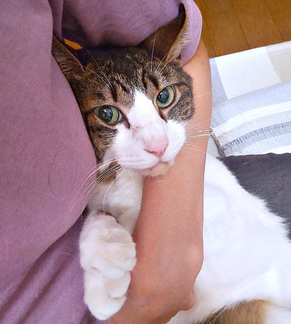 甘えん坊になったくうちゃん。抱っこでまったり中（画像提供：Ｙさん）