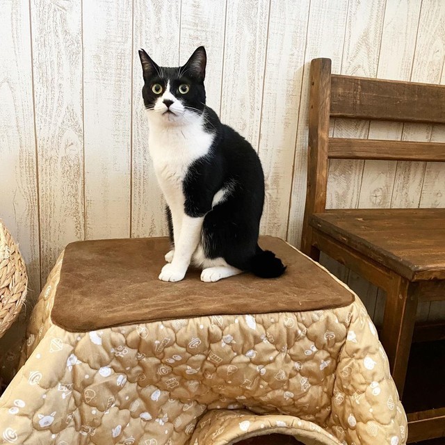 きょうは僕がここに乗る番