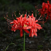 あまりに美しく咲く洗濯バサミの真っ赤な彼岸花（提供：洗濯バサミフォトグラファー・岡本なうさん）※一部トリミング