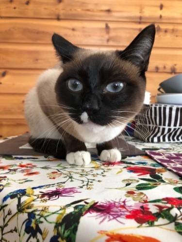 最近のハルノ君。「僕、誰かに絵本の猫に似てるって言われた。たぶんそれ、マチーセン作の『あおい目のこねこ』だね」（真弓さん提供）