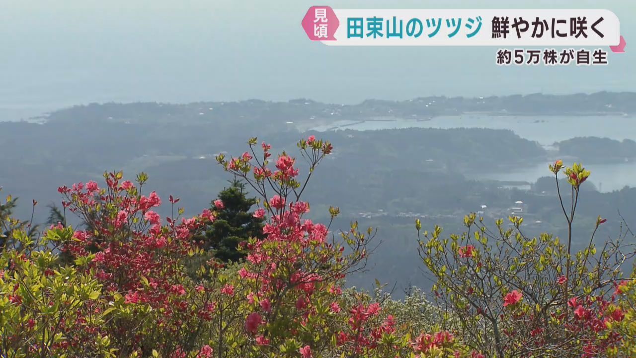 ヤマツツジが見頃　海・空・新緑とのコントラスト　宮城・田束山