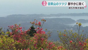 ヤマツツジが見頃　海・空・新緑とのコントラスト　宮城・田束山