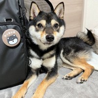 ペット用リュックでいろんなところにお出かけ出来て楽しいね☆（画像提供：【黒豆柴】煮豆さん @nimame_0130）