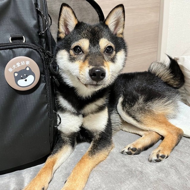 ペット用リュックでいろんなところにお出かけ出来て楽しいね☆（画像提供：【黒豆柴】煮豆さん @nimame_0130）