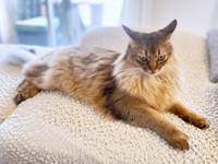 カメラを向けるとーーイカ耳になったコン太くん（画像提供：とりねゆこさん）