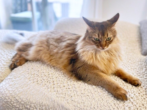 カメラを向けるとーーイカ耳になったコン太くん（画像提供：とりねゆこさん）