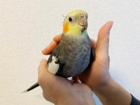手に載っているスーちゃん（画像提供：カトウカエさん）