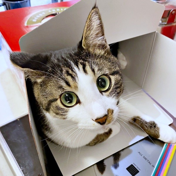 ケーキの箱に入り込んだナナくん（画像提供：カカオとナナと飼い主ネモさん）