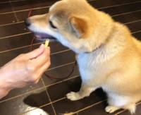 「米粉のさつまいもスティック」をばくばく食べる柴犬