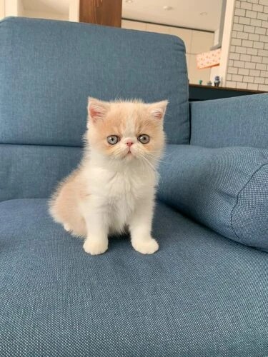 家にきたころの「空介」