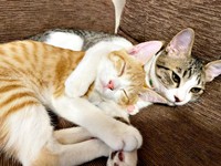 月ちゃんを抱いて寝そべるテトくん（画像提供：たちつてとさん）