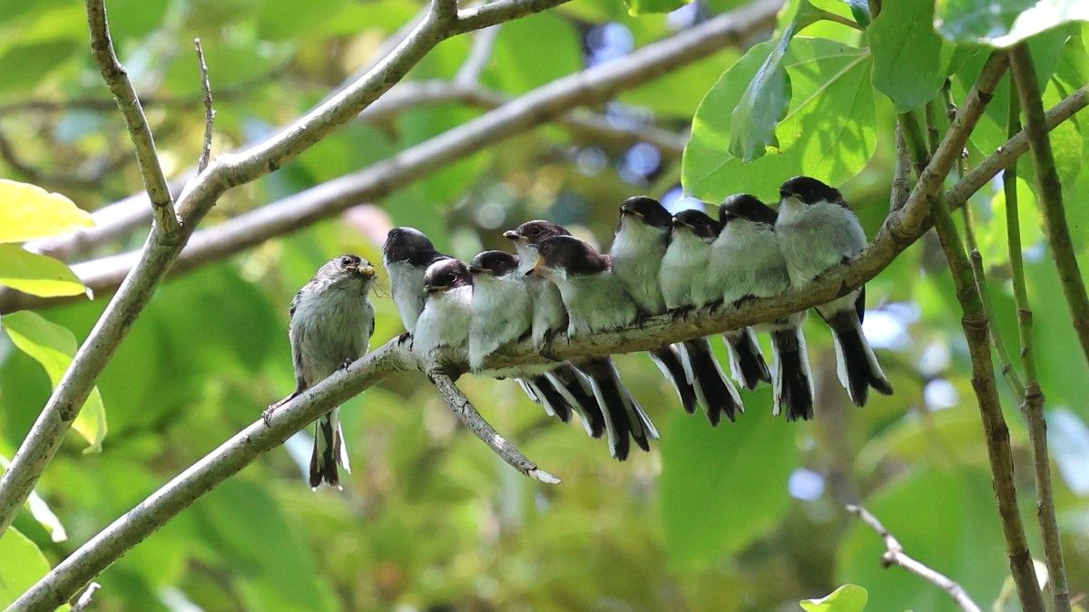 日本野鳥の会 岡山県支部が写真展 5月12日から 生き生きした姿を撮影