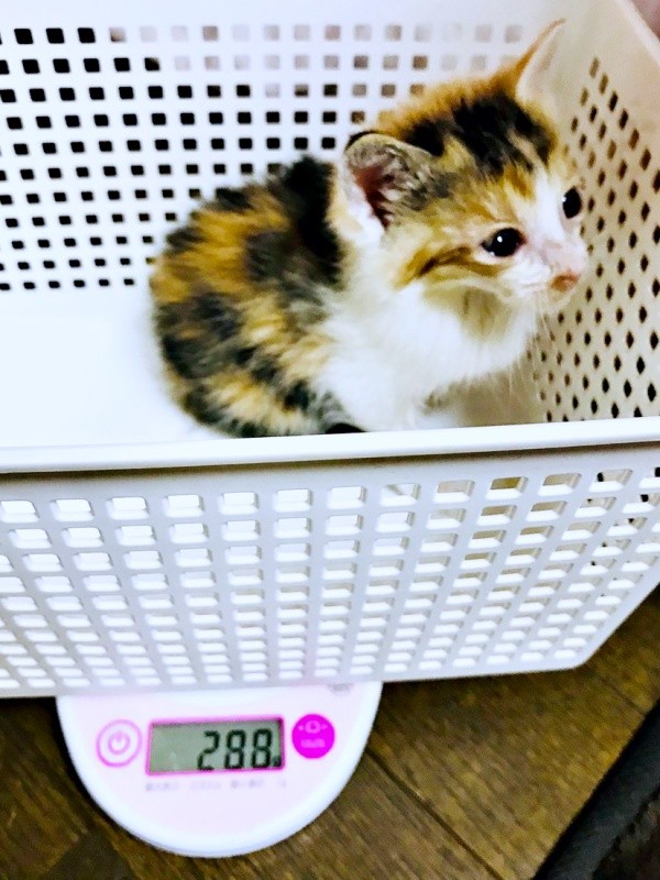 保護から4日目、ミルクを飲むことができるように。体重も20グラム増えたサラちゃん（画像提供：にゃさん）