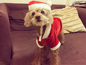 愛犬は闘病中　だからこそ、いつもどおりのメリークリスマス！