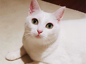 真っ白なもちもちボディの美人ニャン！　おっとり白猫「白茶」