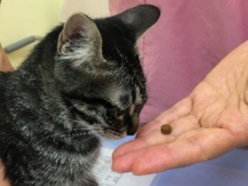  無理やり口をこじ開けるのはＮＧ！　子猫のうちに投薬練習を