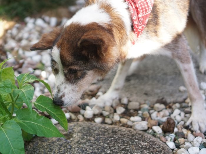 「草の香りはいいな」
